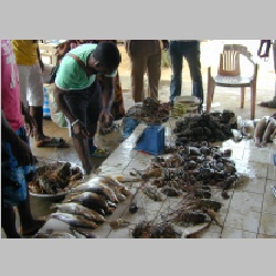 Kribi-Fischmarkt-Hummer.jpg
