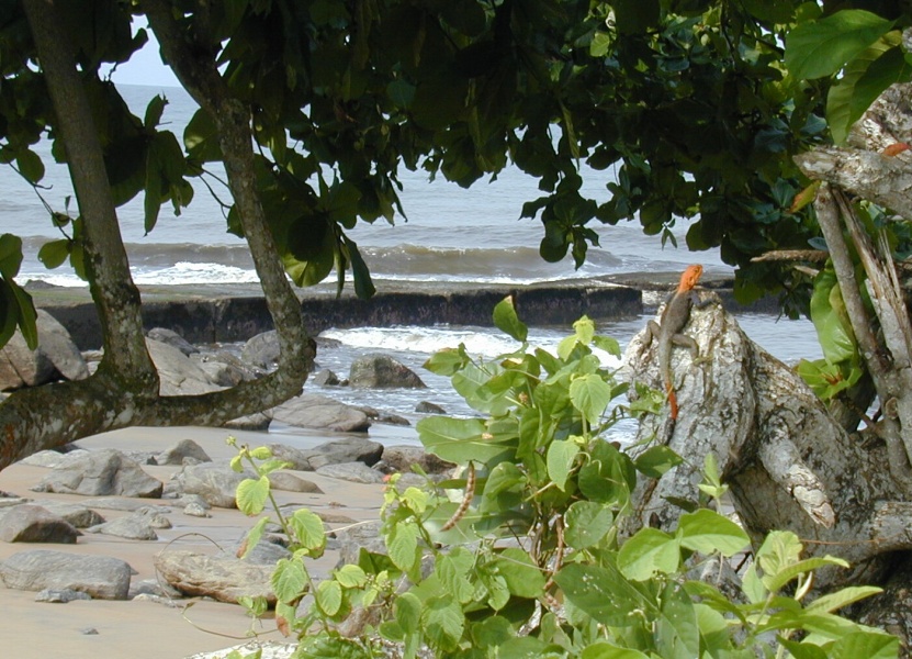 lézard au bord de la mer