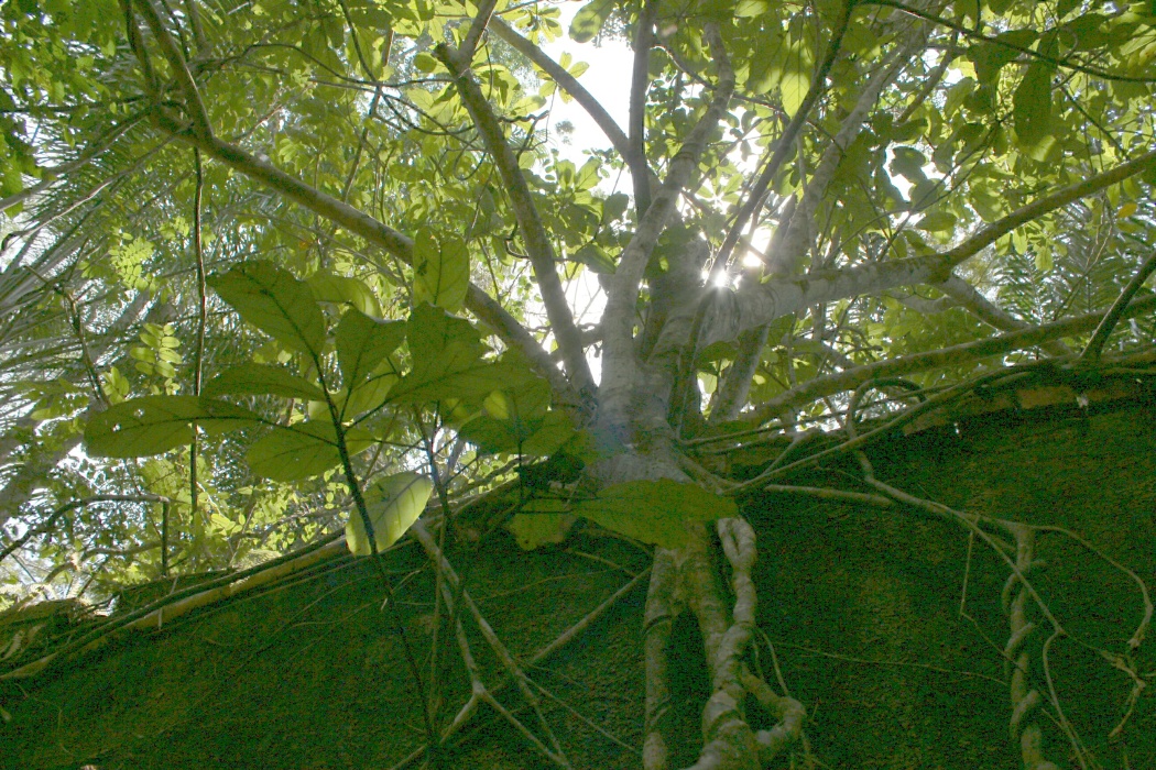 finalement la végétation gagne