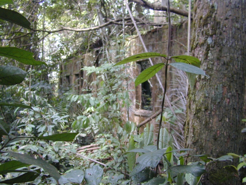 les mures de la station missionaire prises par la végétation